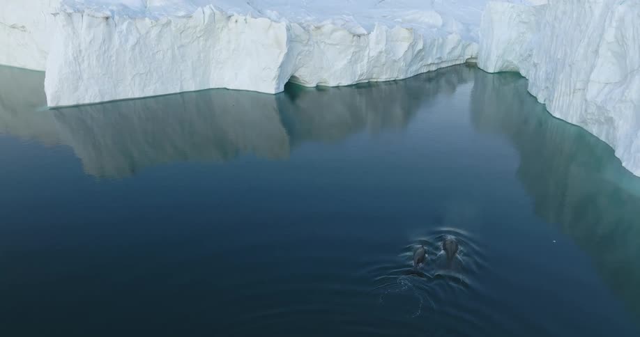 Aerial view of a couple of whales breaking the surface of the ocean next to a glacier to breath