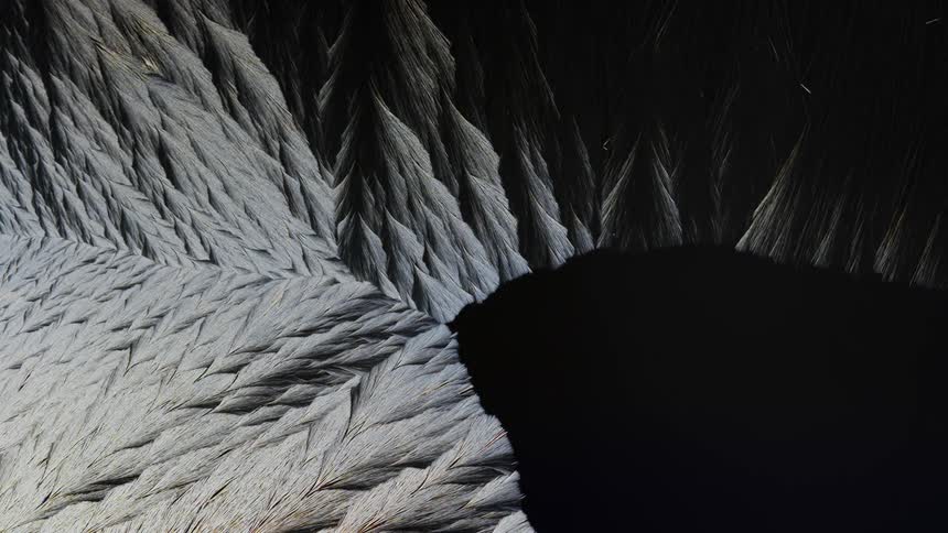 Abstract design of microscopic trees in a forest is displayed