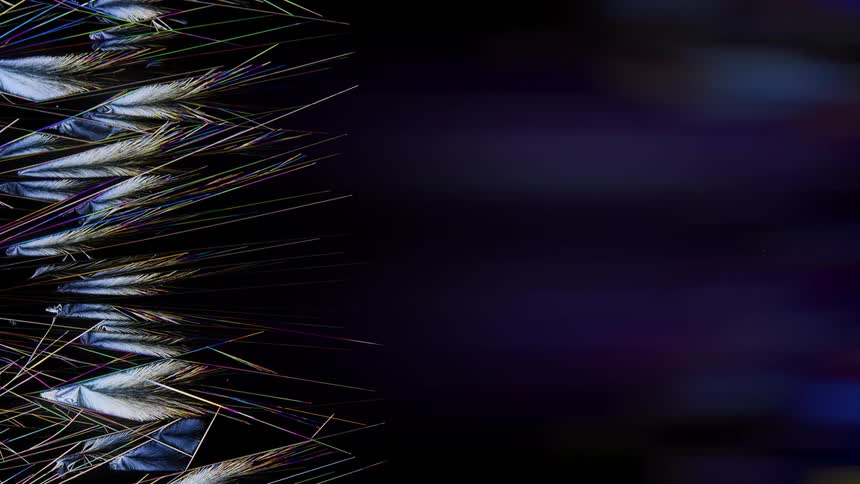 crystal feathers grow in a complex structure and fill the frame