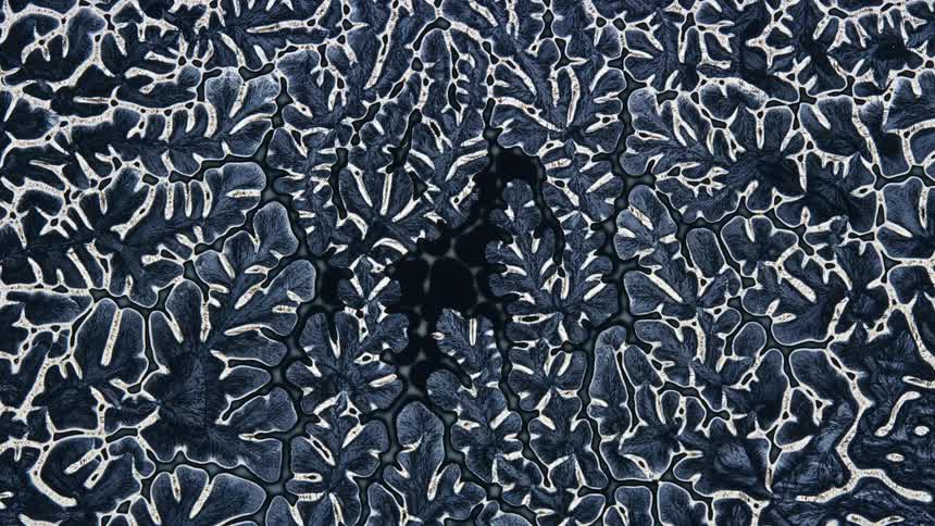 A microscopic image of branches in motion