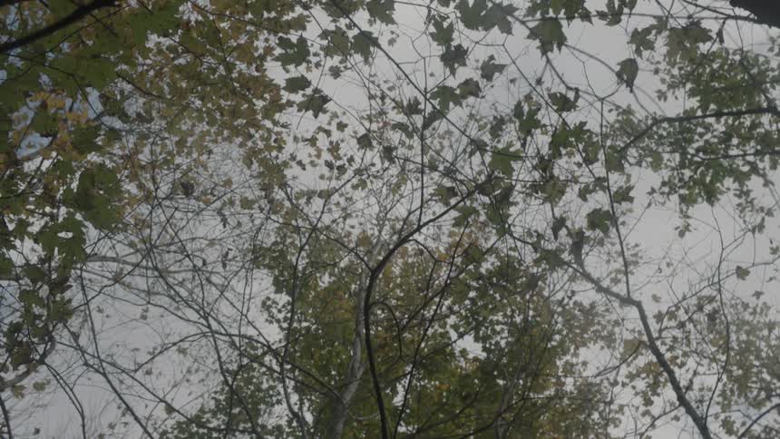 The sky through tree branches