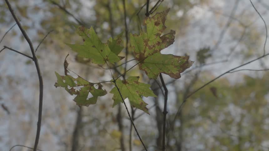Wind blowing dying maple leaves
