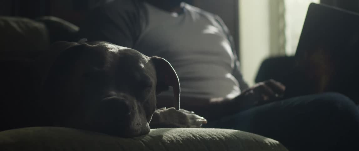Man with sweatshirt and jeans types on laptop sitting on green couch next to dog sleeping