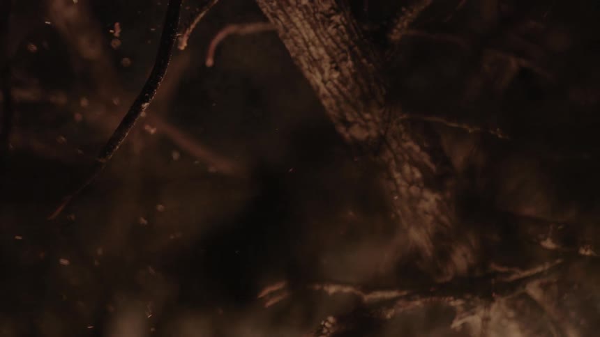Flames and embers rising from burning branches