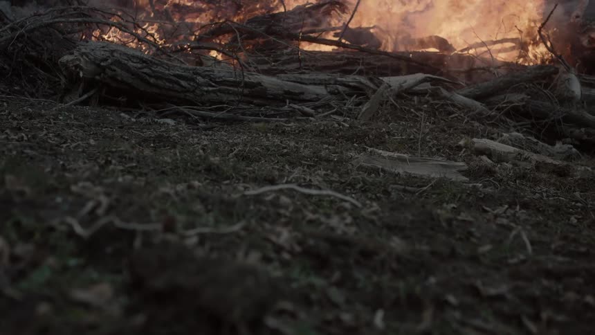 A large fire filled with trees rises