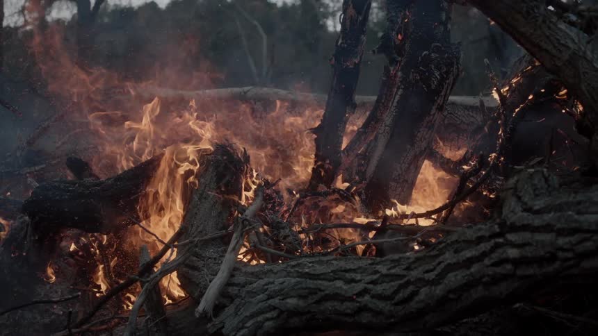 A burning pile of tree limbs
