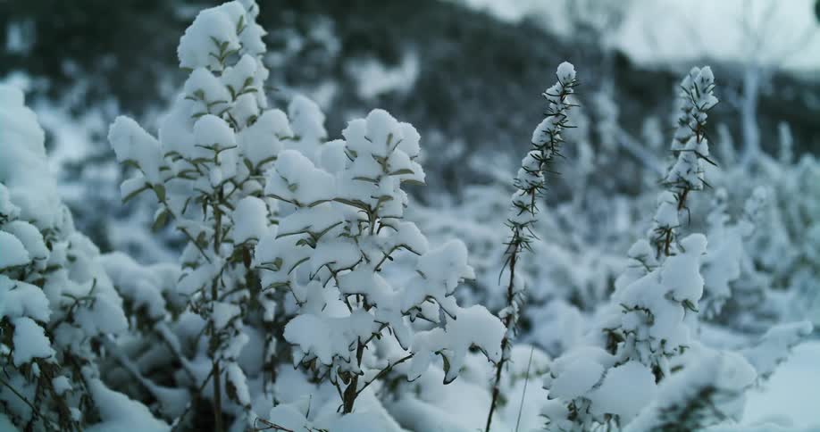 Ice crusted plants way slightly in the breeze near hills