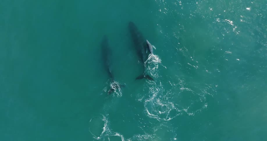 Top down aerial view of a family of whales swimming near the surface on the blue ocean waters