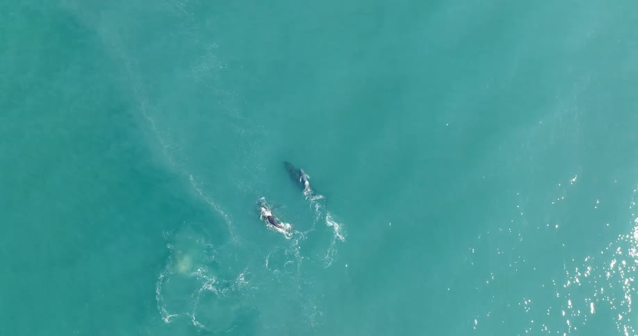 A few whales are swimming in the ocean on a sunny day