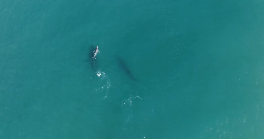 Whales swimming at the ocean surface and just below on a sunny day