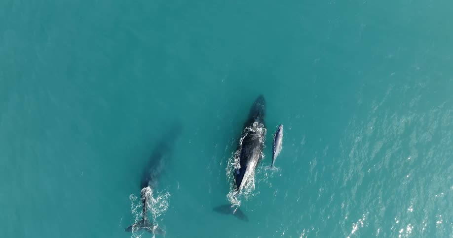 Whales one of them a calf swim at the surface of ocean splashing and creating foam