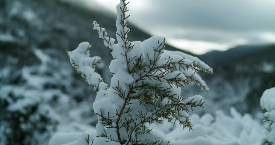 A view of snow on plants