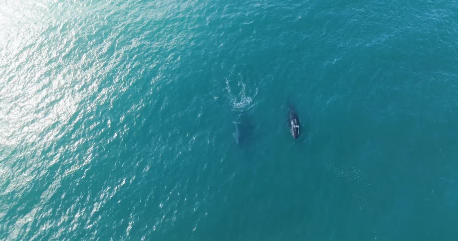 Two whales swim side by side in the ocean