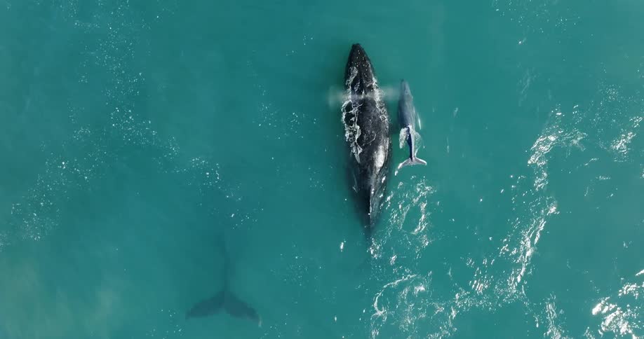 Aerial view of a family of humpback whales swimming in water