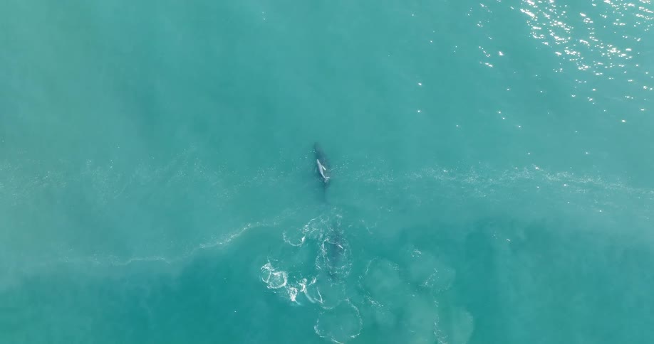 Whales including a calf swim near surface of light blue ocean water