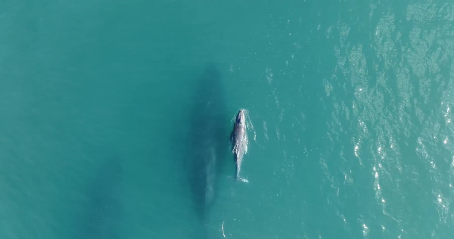 Aerial view of a shark swimming in ocean water is displayed