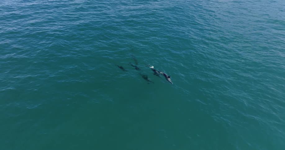 A group of six dolphins swimming at or just below the ocean surface on a sunny day