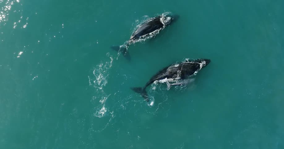 Dolphins swimming in the ocean