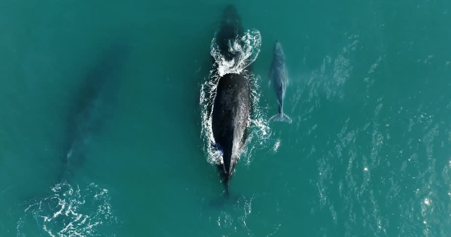 An aerial view of whales swimming in the ocean