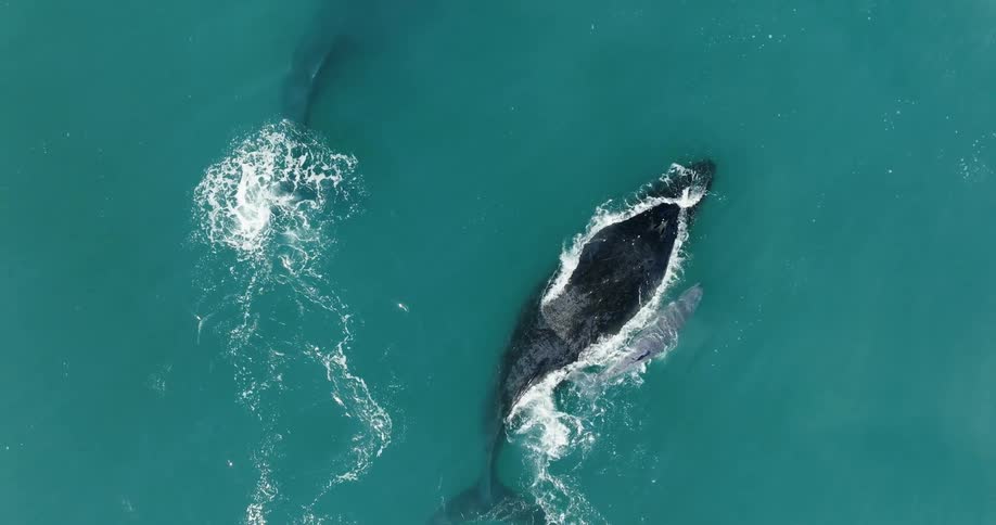 Whales including a calf swim near surface of blue ocean water