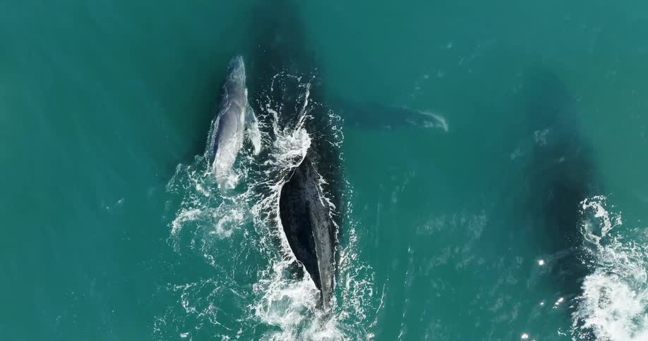 A whale calf seeks protection and comfort on its mothers back