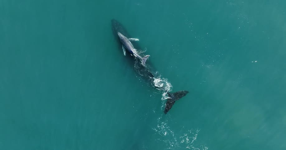 Whale with calf swim near surface of blue water