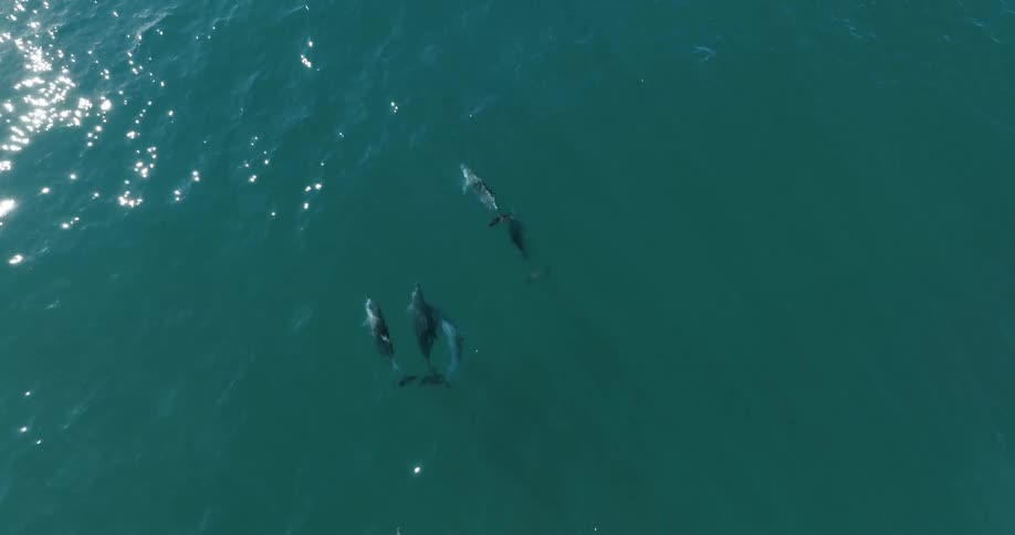 Top down aerial view of a pod of dolphins swimming near the surface on the blue ocean waters