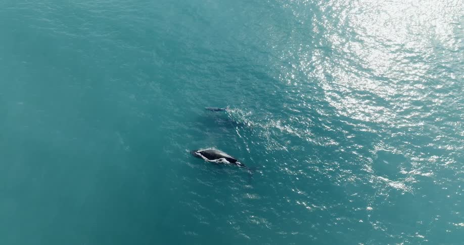 Aerial view of whale family swimming in the ocean