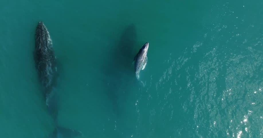 An aerial view of whales swimming in the ocean