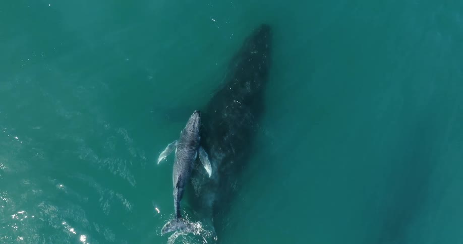 A mother whale and her calf swim just under the surface of the ocean
