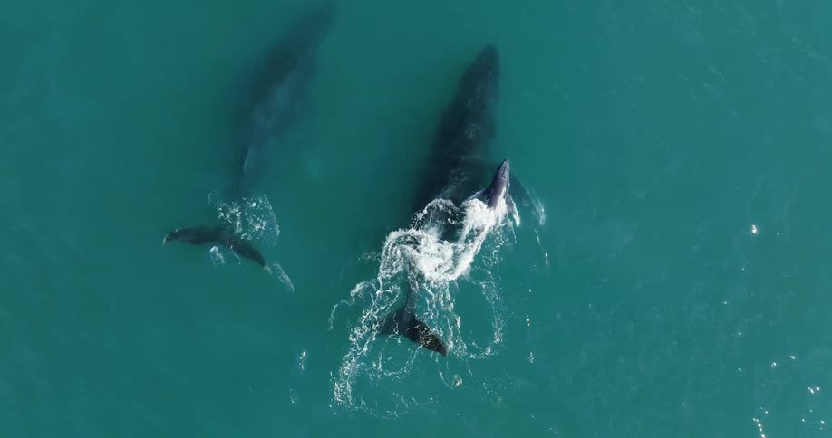 Aerial view of dolphins swimming in the ocean