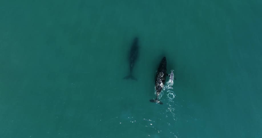 Whale family swims through water breaching the surface slighlty