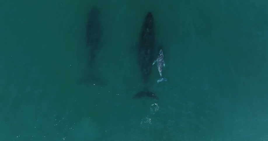 Whales swim under the surface of the water