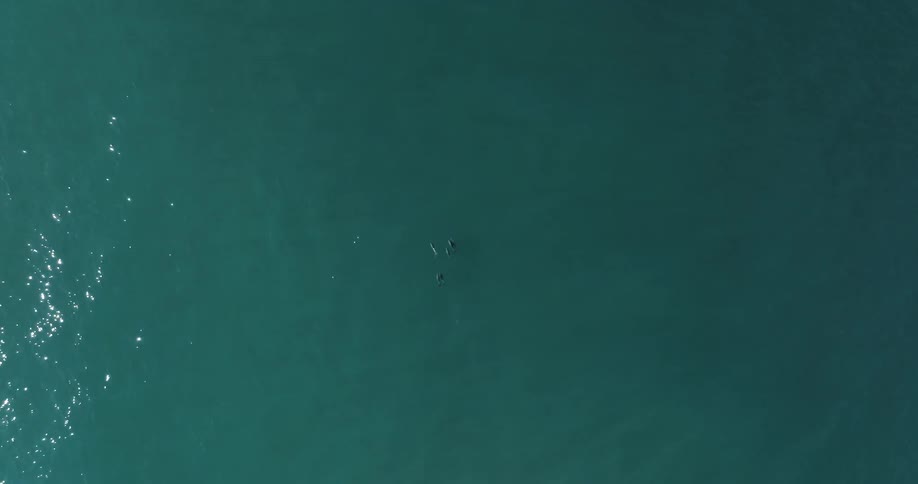 Aerial view of a school of dolphins swimming in turquoise water