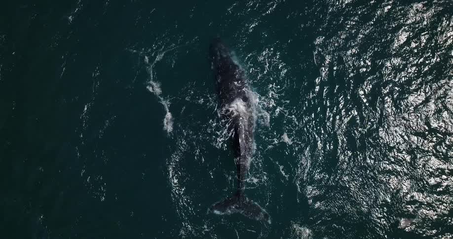 A whale on the surface of the ocean dives under and swims away
