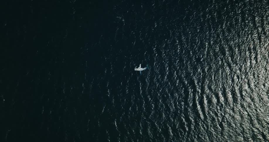 White colored whale swims near surface occasionally breaching it