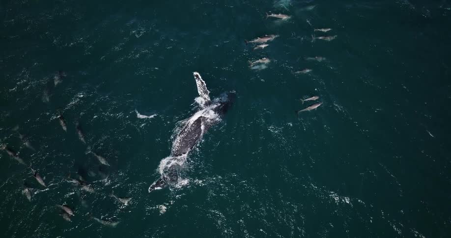A pod of dolphins is playing with a large whale on the surface of the ocean