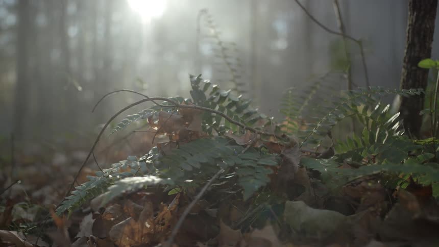 A fern grows among the brown leaves on the forest floor