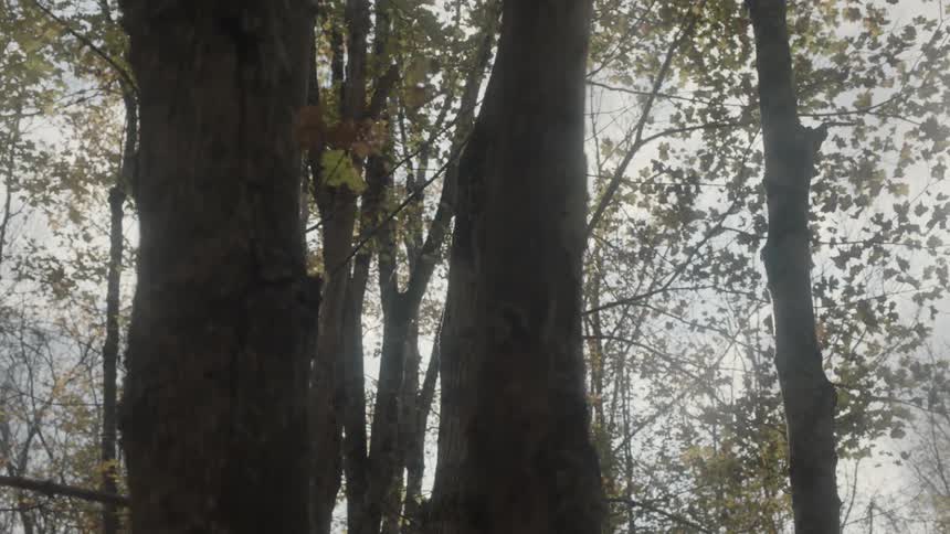 Moving past some trees in the woods