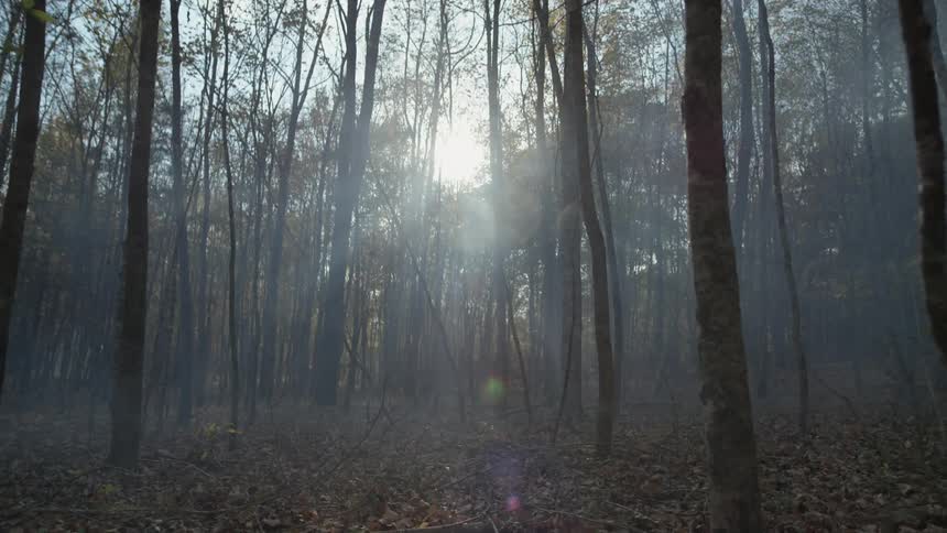 The sun is peeking into a dense forest