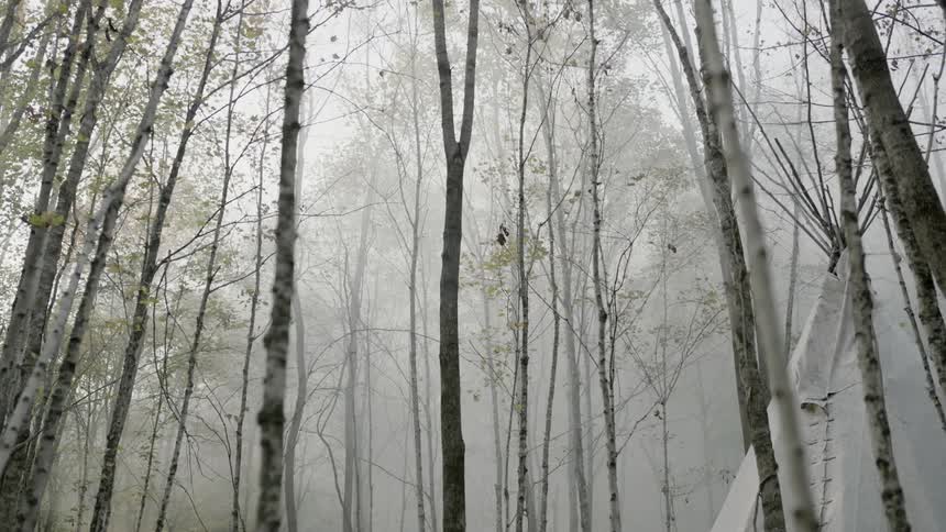 Many trees line this foggy forest