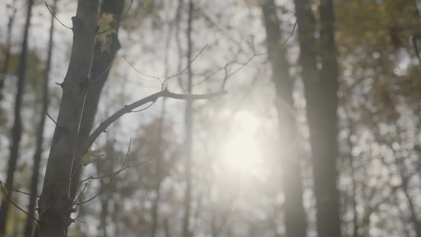 The sun is peeking through the trees in this forest