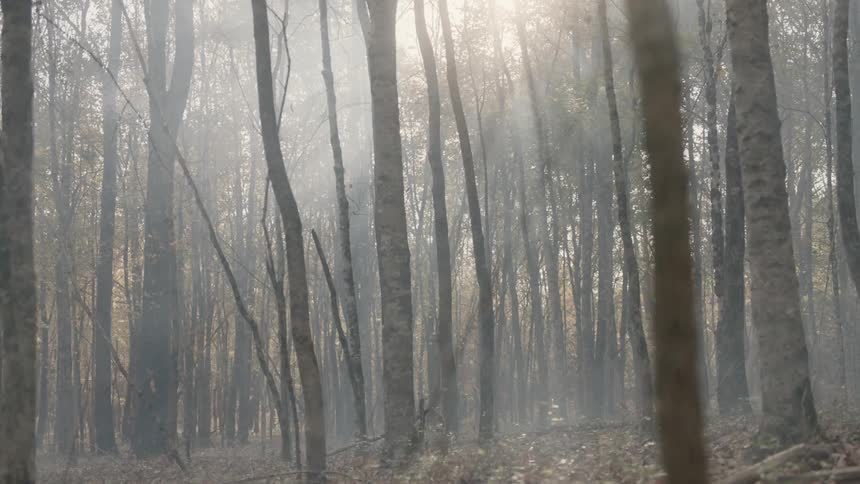 Sunlight shining through a forest