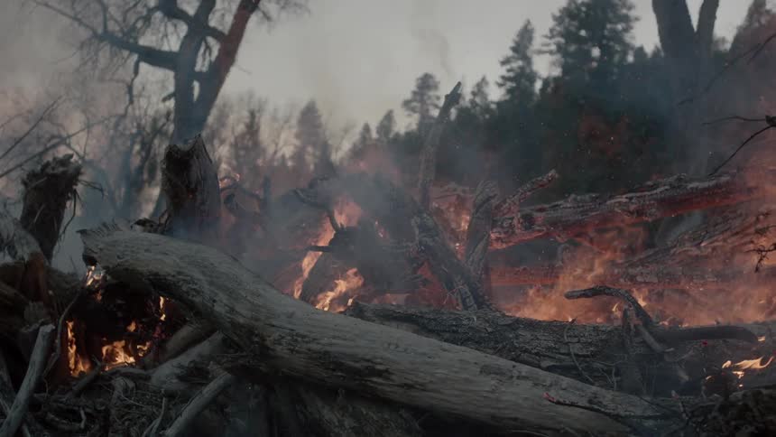 A pile of burning branches in the woods