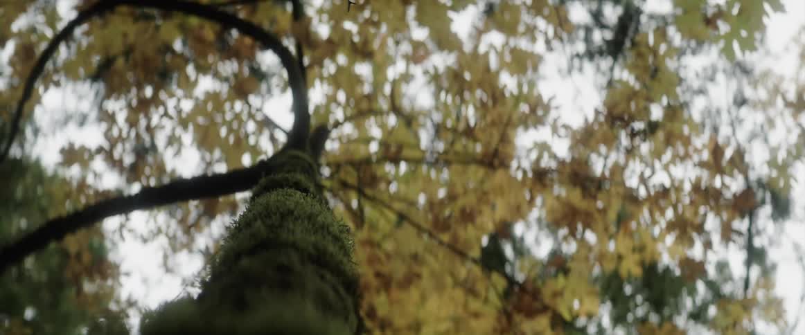A view of trees in a forest