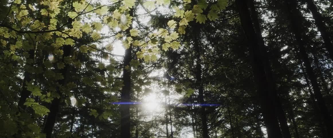 Sunlight filters through the tree branches on a forest at morning