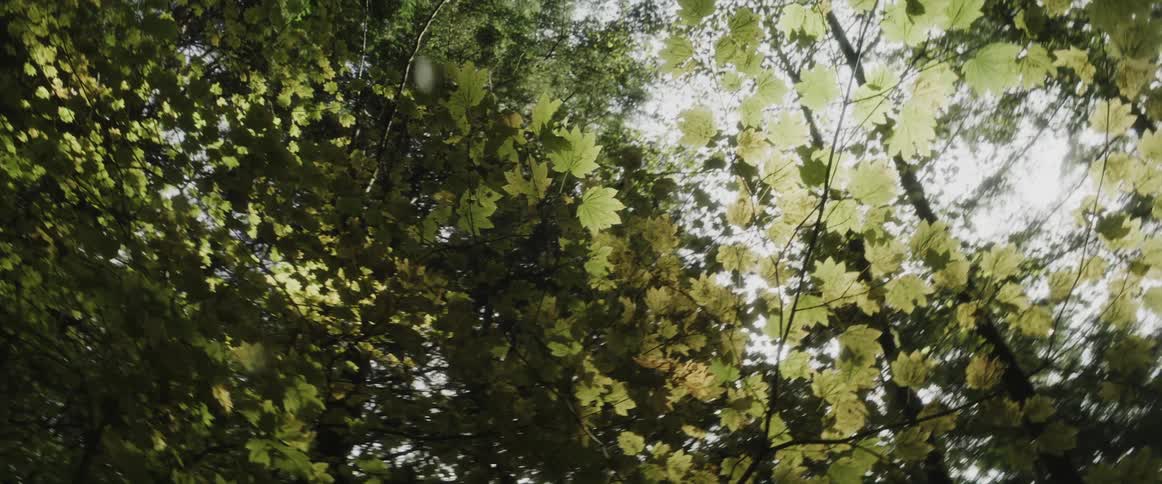 The branches cover the sky