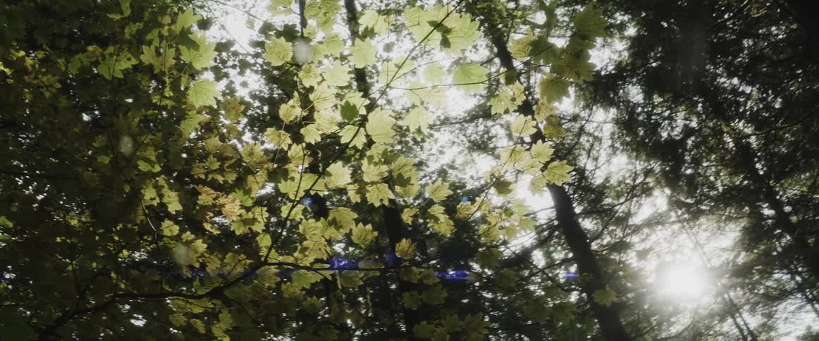 The sun shines through trees in the woods