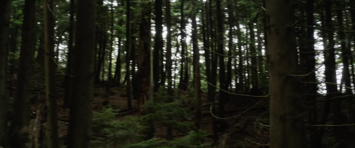 A cyclist is riding a mountain bike through a forest of trees