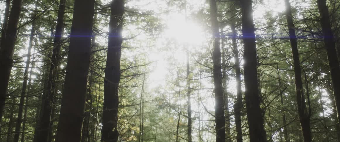 Tall trees and ferns in the forest